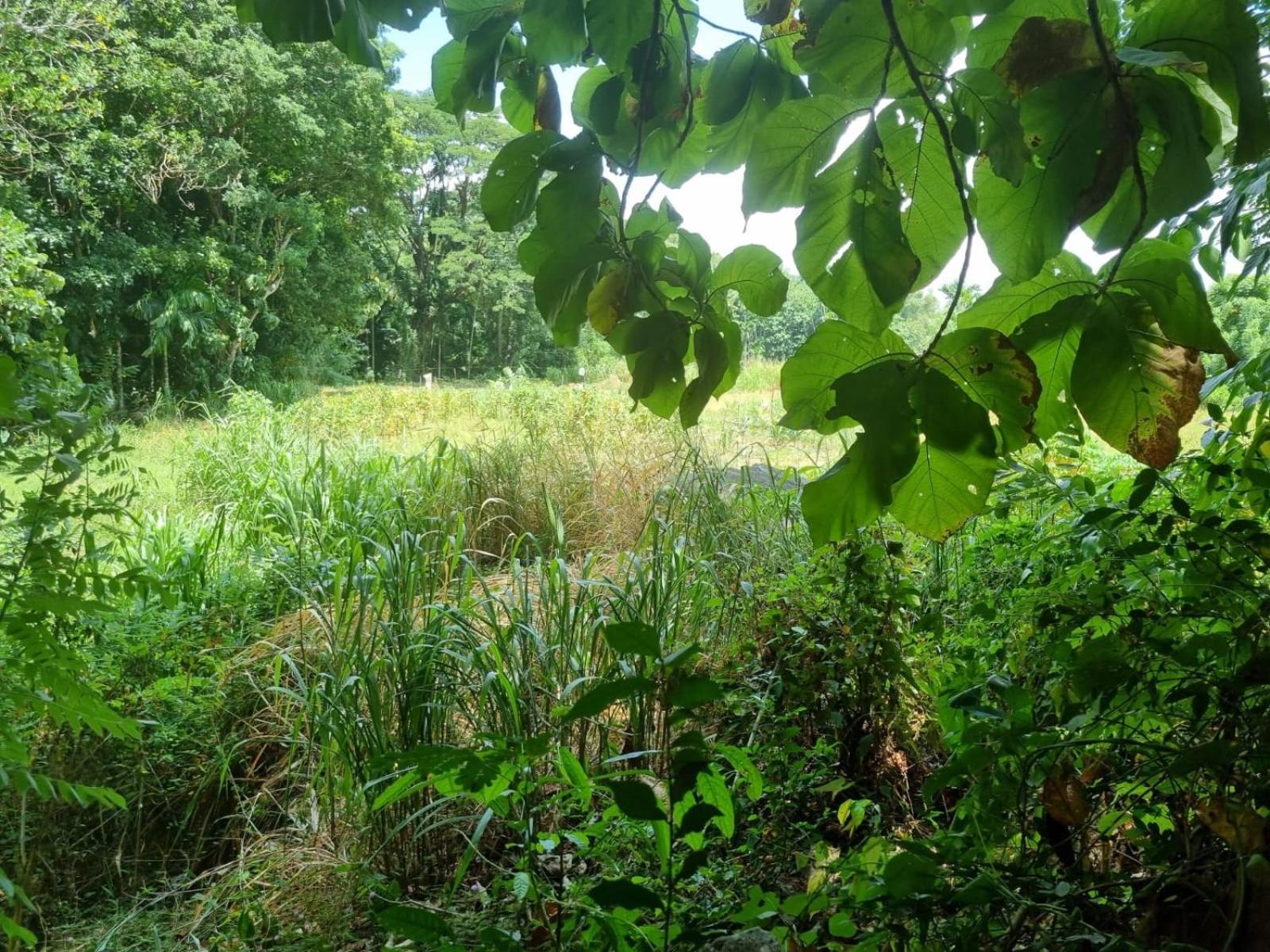 Silver Hill Ecovillage 쿠루네갈라 외부 사진