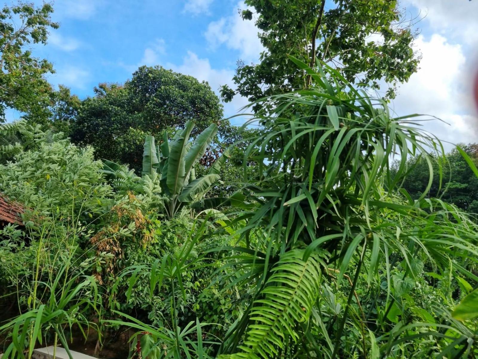 Silver Hill Ecovillage 쿠루네갈라 외부 사진