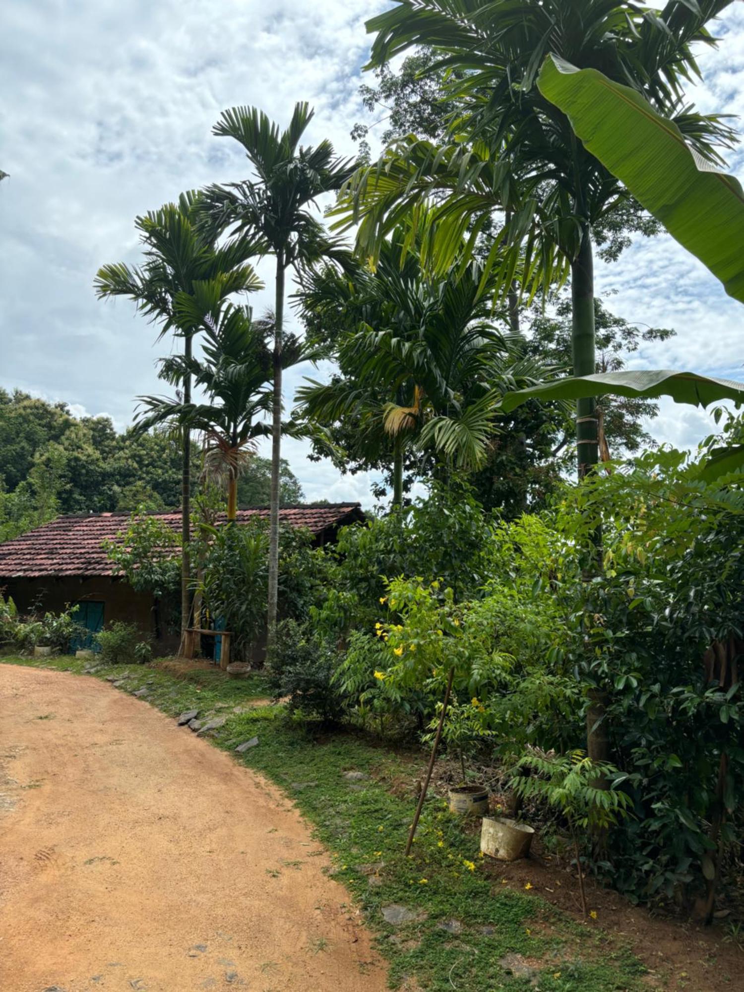 Silver Hill Ecovillage 쿠루네갈라 외부 사진